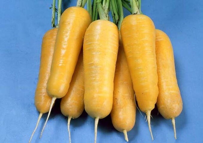 Carrot Comfort Food Carrot – Squishable
