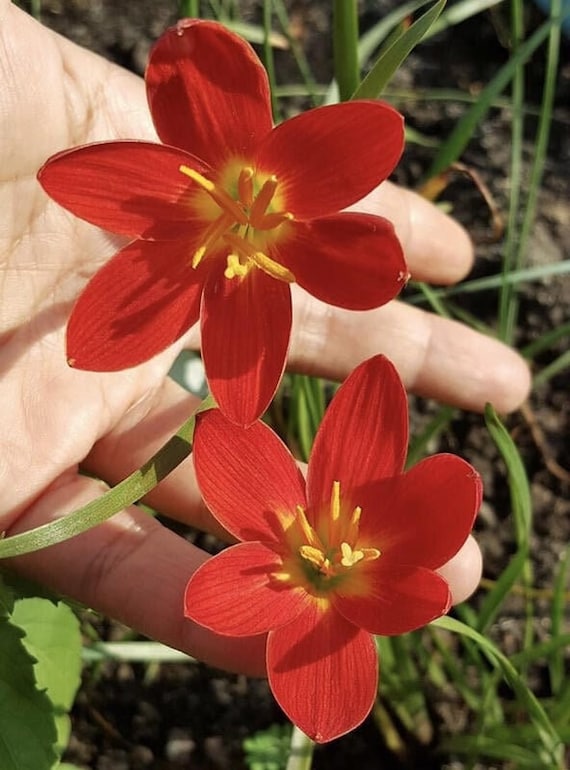 2 Rain Lily Bulbs TW91030-24 - Etsy