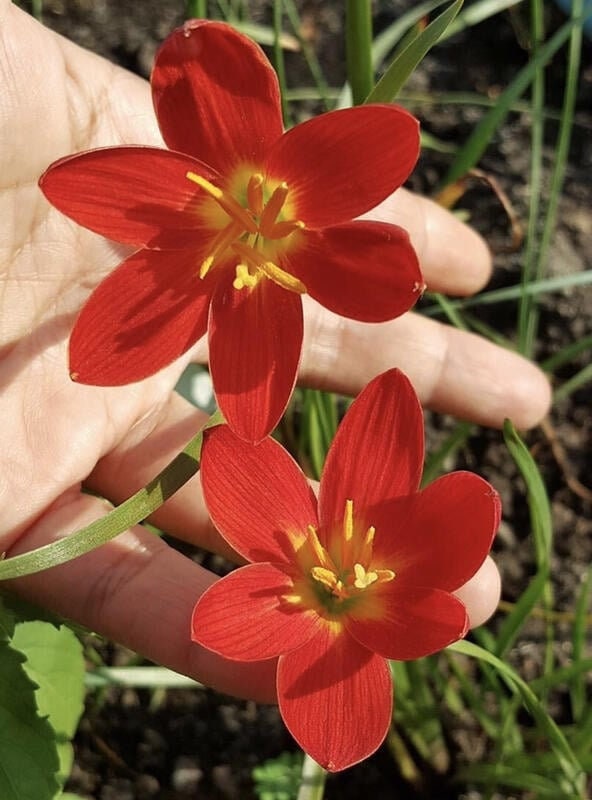 LILY s-l1200.jpg
