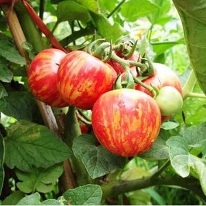 100 Red Cherry Tomato Seeds TW91016