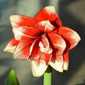 2 Amaryllis Vittata Bulbs FW95210-45