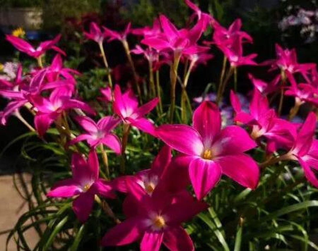 lily⭐︎ Rain lily Chinda Pack of one bulb - Urban Gardens