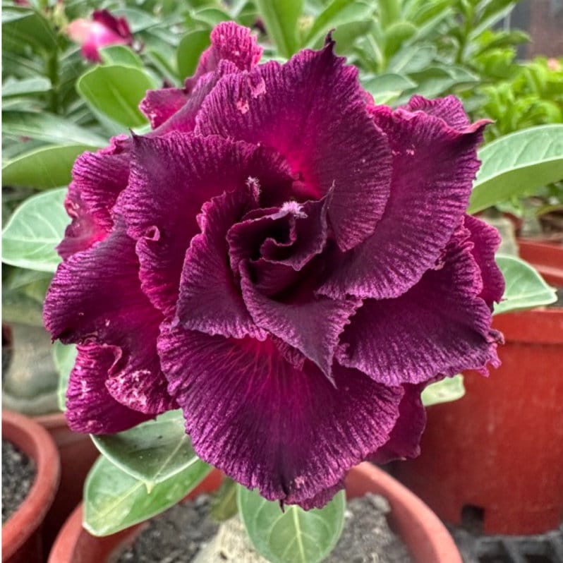 5 Rare Desert Rose Flowers Seeds FW95227-493 - Etsy