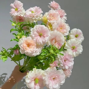 May include: A bouquet of delicate pink and white ranunculus flowers with green stems and leaves.