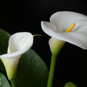 2 Calla Lily Bulbs White HW92001