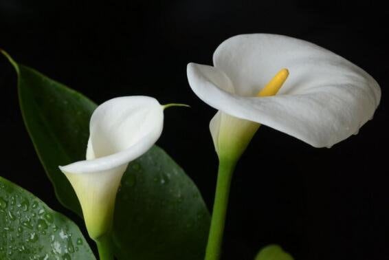 2 Calla Lily Bulbs White HW92001