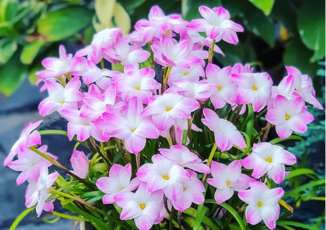 2 Rain Lily Bulbs TW91030-473 - Etsy
