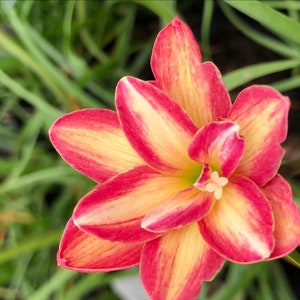 2  Rain Lily Bulbs TW91030-40