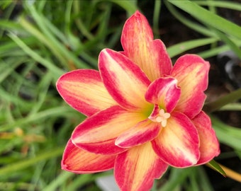 Lily il_340x270.4886806286_s5jx.jpg