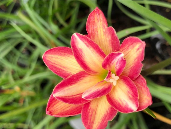 2 Rain Lily Bulbs TW91030-40 - Etsy