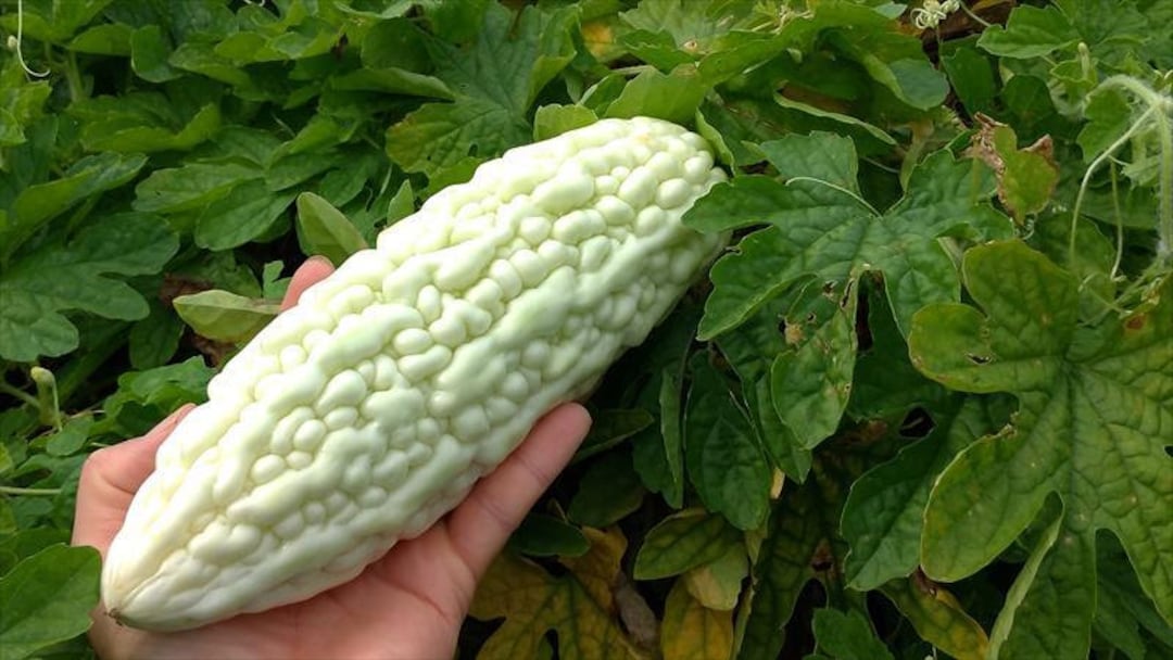 10 White Bitter Melon Seeds AW96186 Etsy