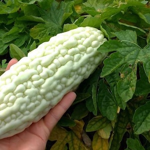 10 White Bitter melon seeds AW96186