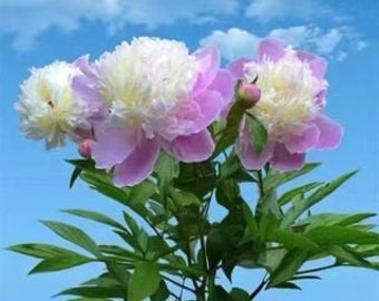 5  Peony Flower Seeds BW991010-3