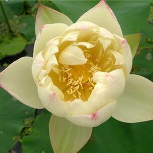 4 Lotus Seeds Water Lily Flower Seeds BW91084-27