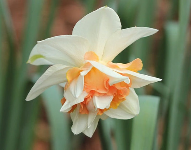 1 Narcissus Pseudonarcissus Lent Lily Bulb W9F5107 Etsy