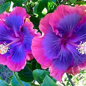 20 Hibiscus mutabilis Flower Seeds FW97015-41