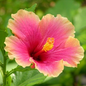May include: A vibrant pink hibiscus flower with yellow and orange center. The flower has a soft, peachy hue around the edges.