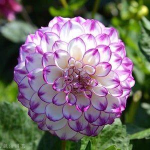 30 Dahlia Pompon Dahlia Tuber Seeds BW91059-21
