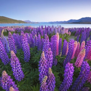 30 Mix Colors Russell Lupine Flower Seeds BW91056