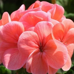 30 Geranium Seeds Pelargonium Seeds HW96205-25