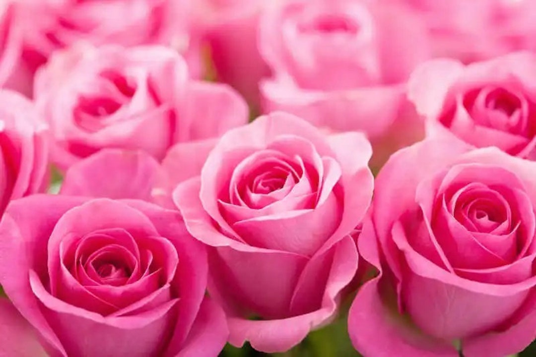 10 Pink Rose Flower Seeds BW94011 - Etsy