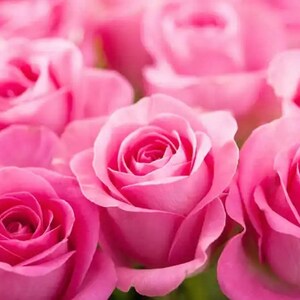 10 Pink Rose Flower Seeds BW94011