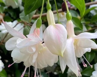 50 Fuchsia Flower Seeds FW95226-283