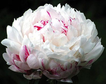 May include: A large, white peony flower with pink stripes on the petals. The flower is in full bloom and has a delicate, ruffled appearance.