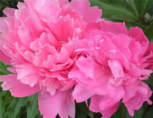5 Double Bloom Peony Flower Seeds BW91070 - Etsy