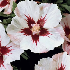 20 Hibiscus mutabilis Flower Seeds FW97015-15