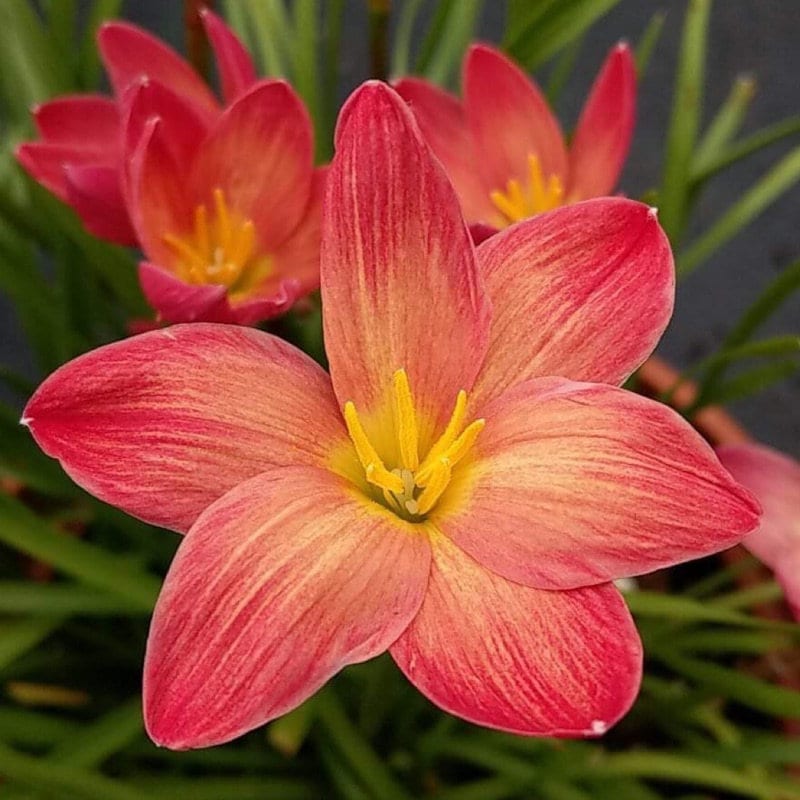 2 Rain Lily Bulbs TW91030-38 - Etsy