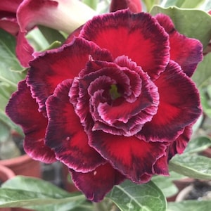 5 Rare Desert Rose Flowers Seeds FW95227-61