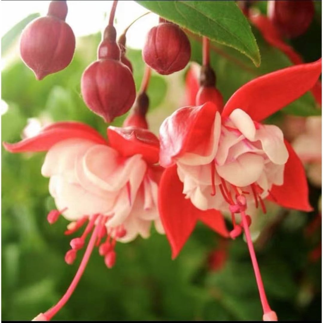50 Fuchsia Flower Seeds FW95226-24 - Etsy
