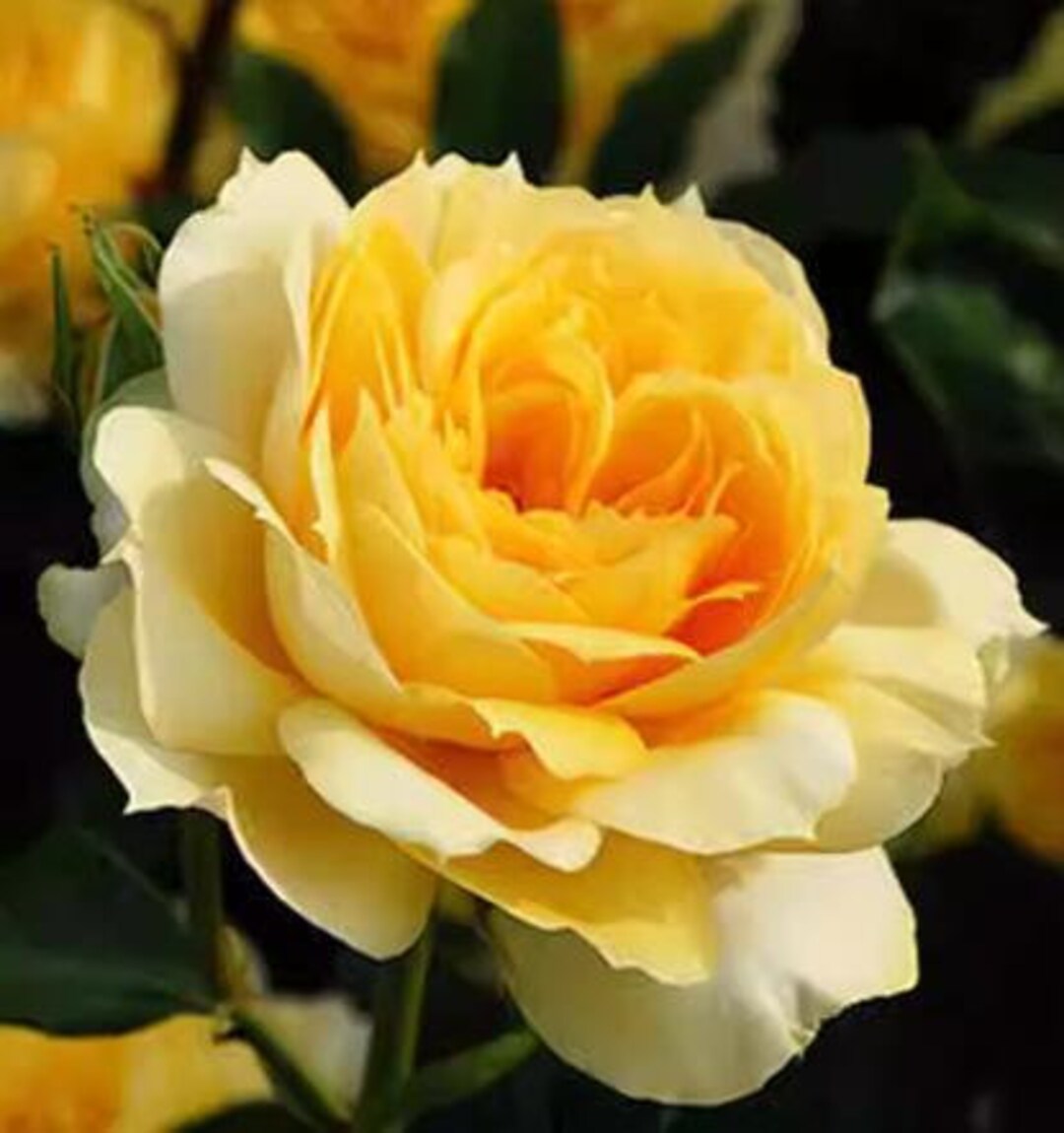 10 Rose Rosa Flower Seeds HW96109-512 - Etsy