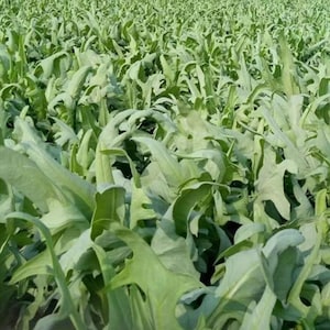 200 Leaf Lettuce Seeds AW99000