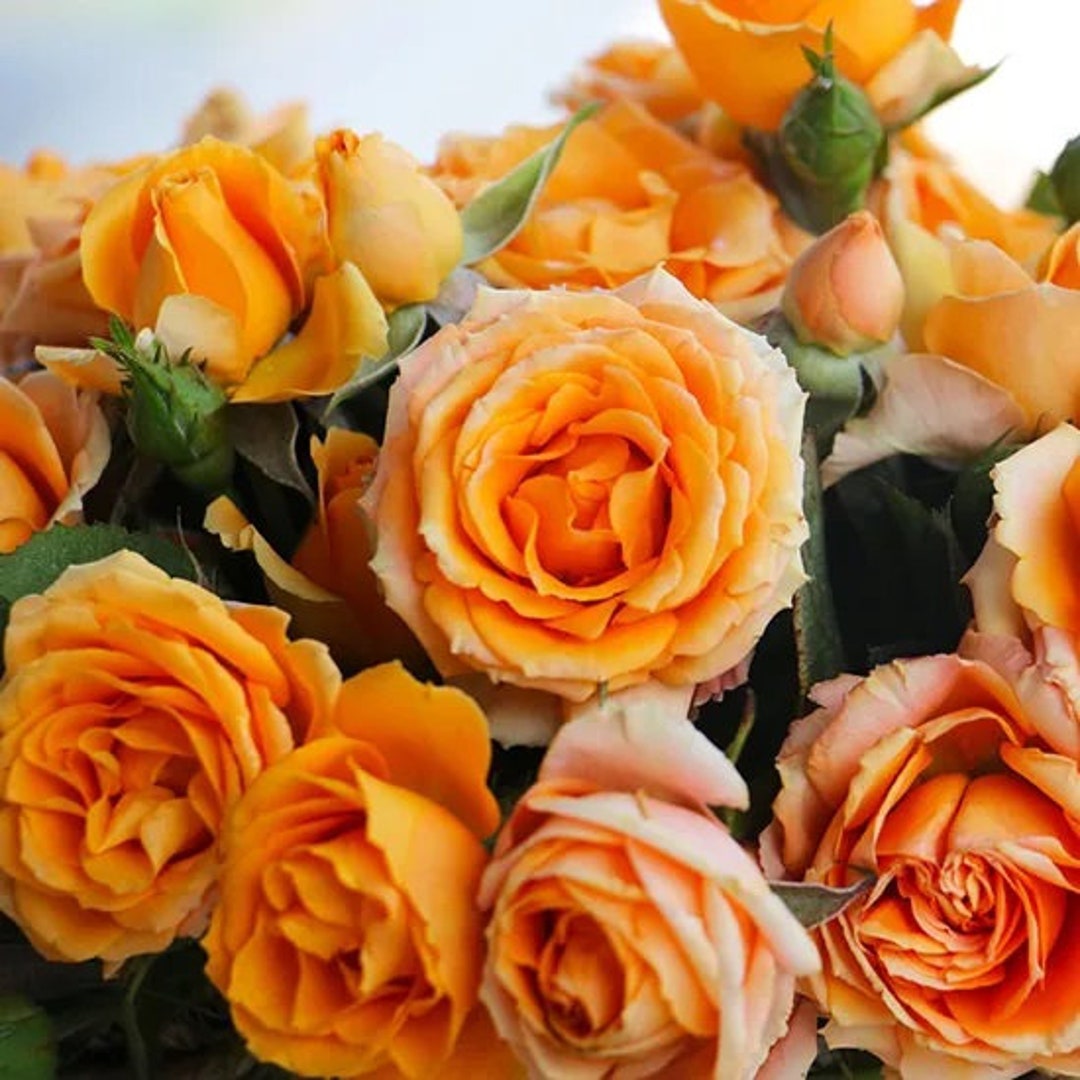 10 Rose Flower Seeds BW96107 - Etsy