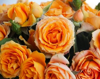 10 Rose Flower Seeds BW96107 - Etsy