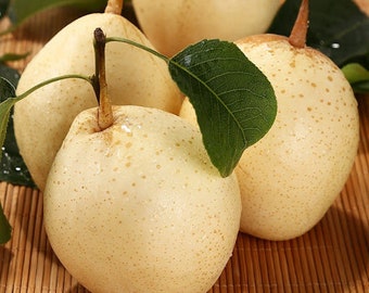 pear様 10 Pear Tree Seeds HW94006 - Etsy