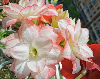 May include: Close-up of a cluster of pink and white amaryllis flowers with red tips. The flowers are in bloom and have a delicate, ruffled appearance.