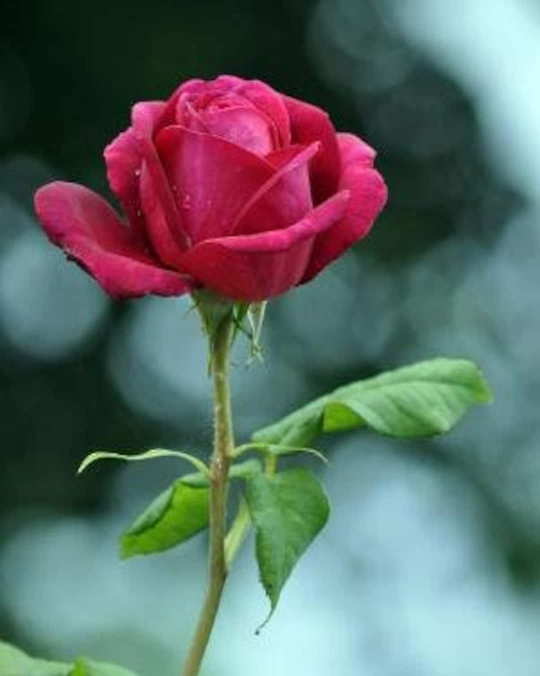 10 ROSE Rosa Flower Seeds BW97001-432 - Etsy