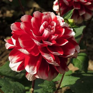 30 Dahlia Pompon Dahlia Tuber Seeds BW91059-19