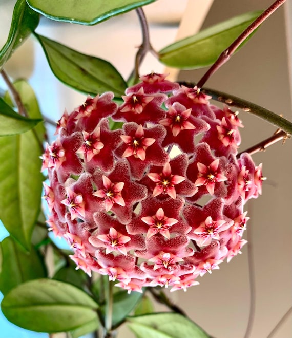Hoya ilagiorum — Ecuagenera California