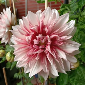 30 Dahlia Pompon Dahlia Tuber Seeds BW91059-11