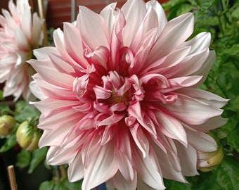 May include: A large, pink and white dahlia flower with a red center. The flower is in full bloom and has many petals.