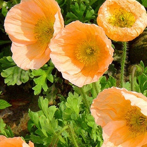 50 Poppy Heirloom Flower Seeds TW91031-8