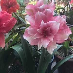 2 Amaryllis Vittata Bulbs FW95210-61