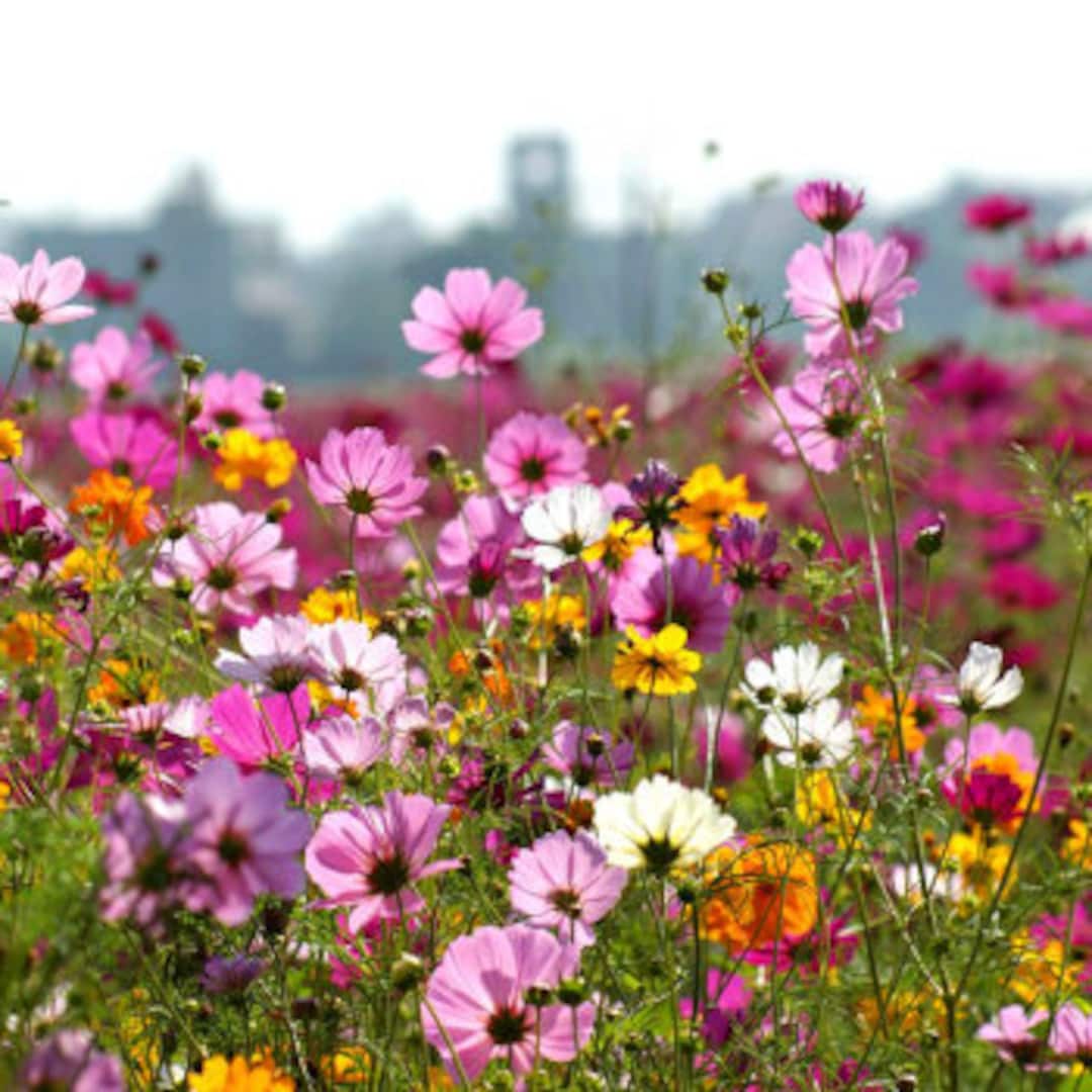 Cosmos O Girasol Morado [ Cosmos Bipinnatus ] CUIDADOS - Foto 3