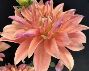 May include: A close-up of a peach and purple dahlia flower with a green bud. The flower has many petals and is in full bloom.