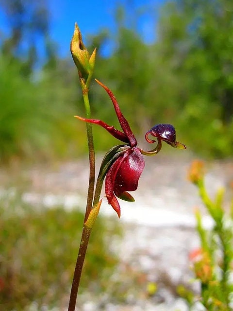 Wild Orchid［カセット］ 71JSzs7GEqL._UF894,1000_QL80_.jpg