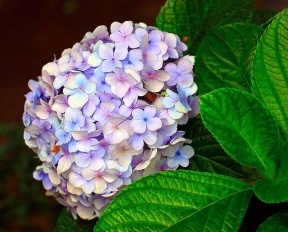 Hydrangea4937　0203 Gatsby Moon Oakleaf Hydrangea – Plant Detectives